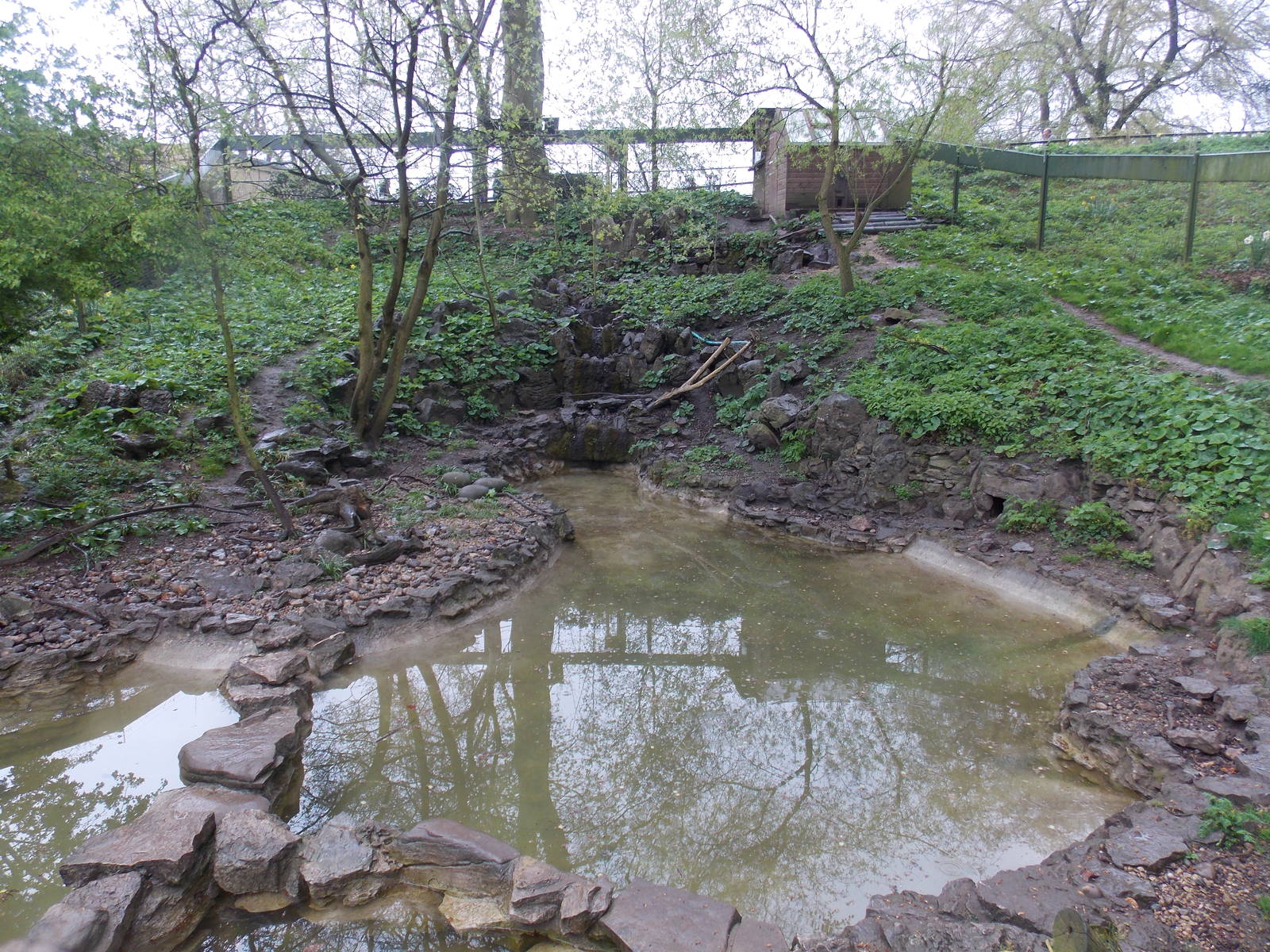Asiatic Short-Clawed Otter exhibit