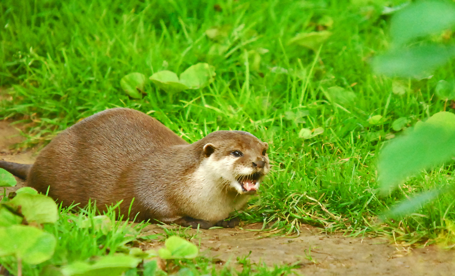 asiatic short clawed otter
