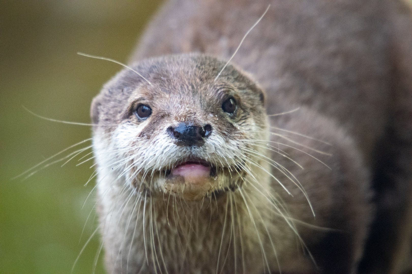 Asiatic Short-Clawed Otter