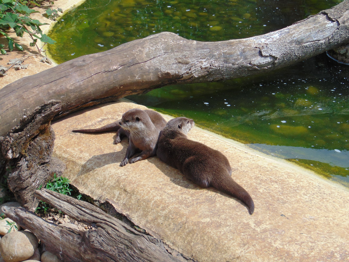 Asiatic Short-clawed Otter