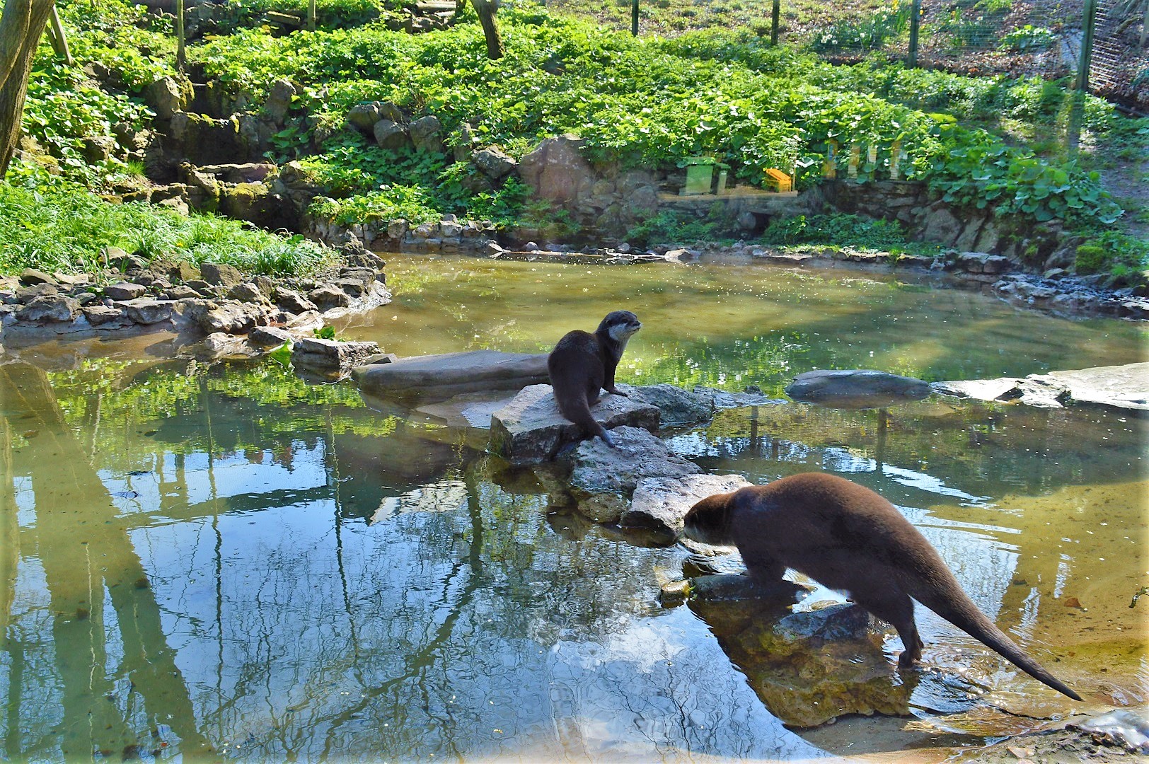 Asiatic short-clawed otters