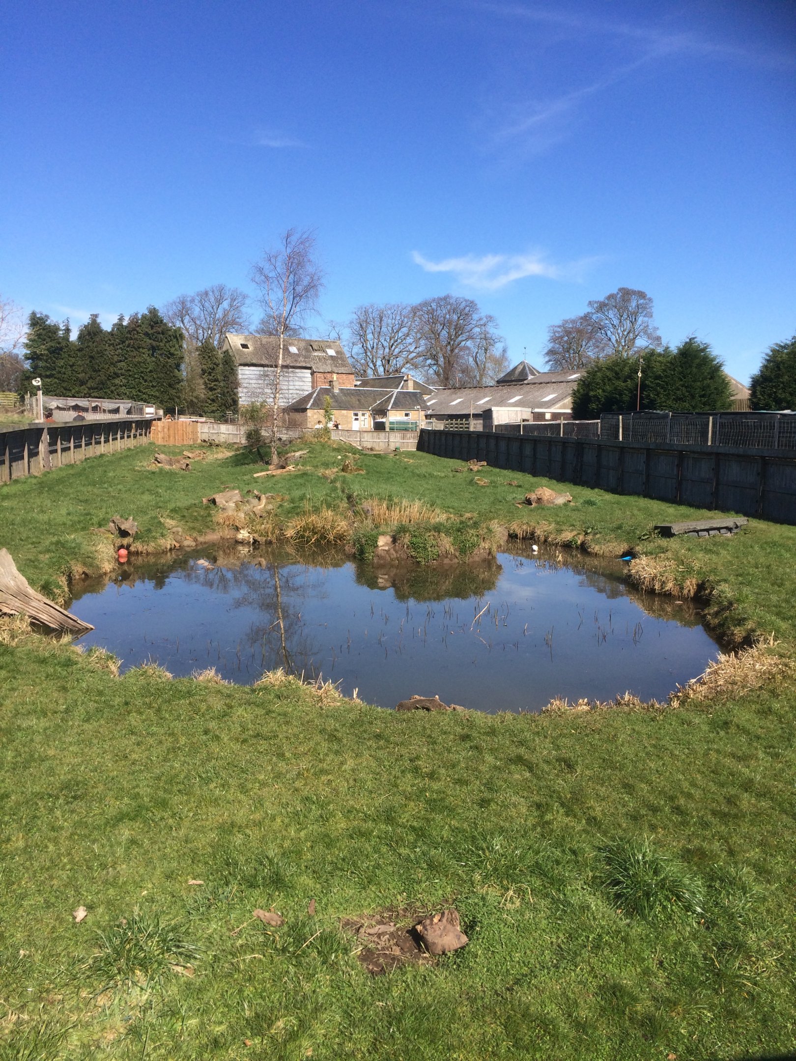 Asiatic small clawed otter enclosure