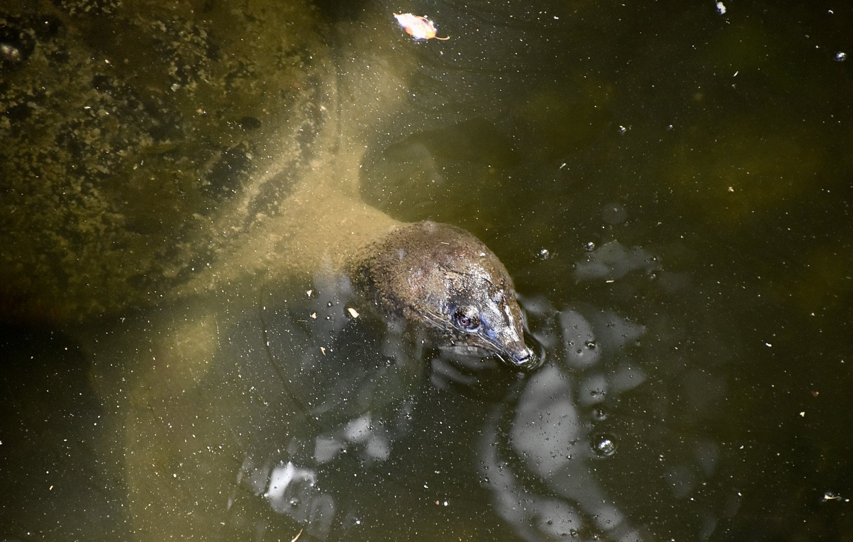 Asiatic Sofshell Turtle (Amyda cartilaginea)