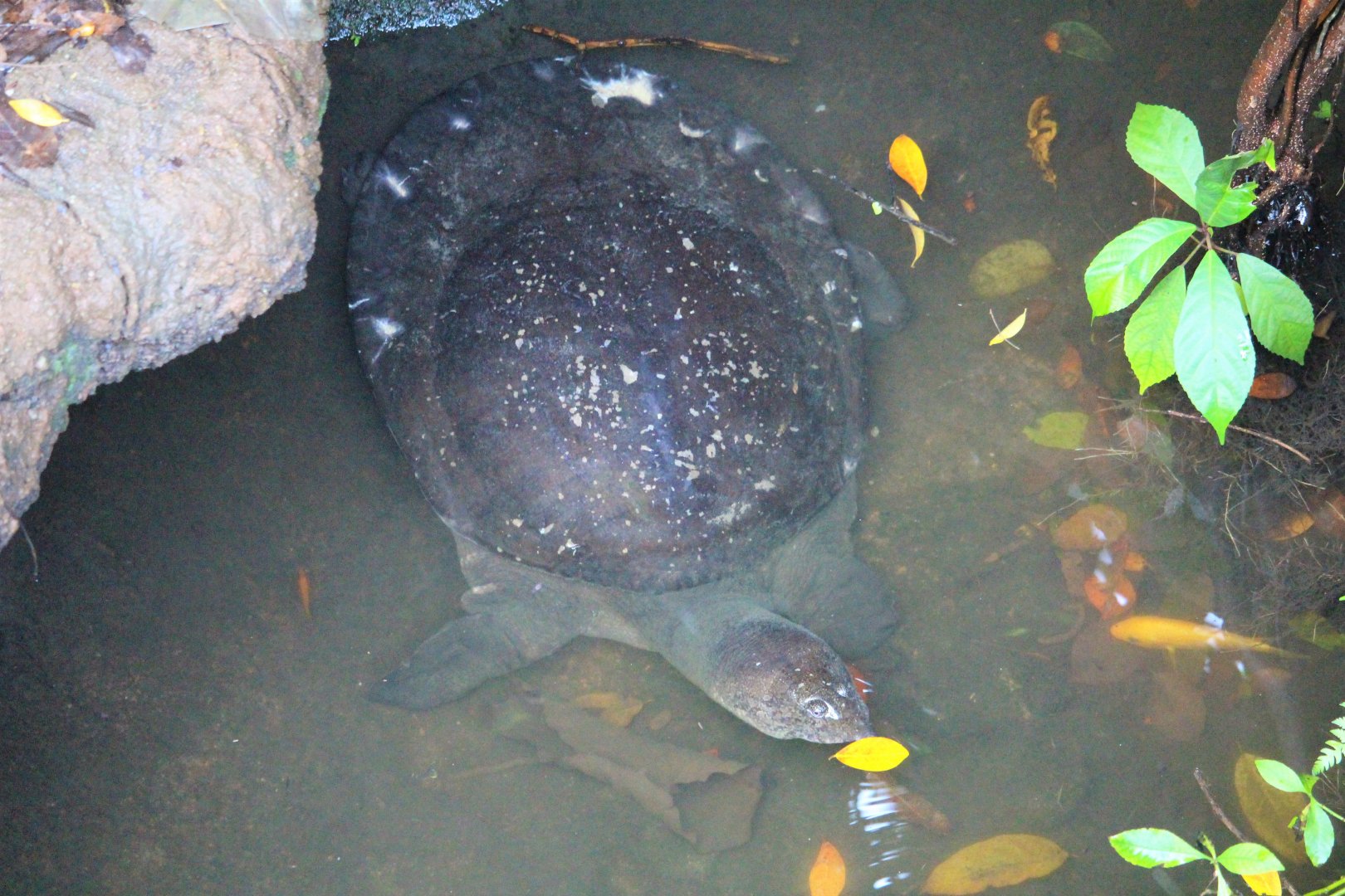 Asiatic Softshell Turtle (Amyda cartilaginea)