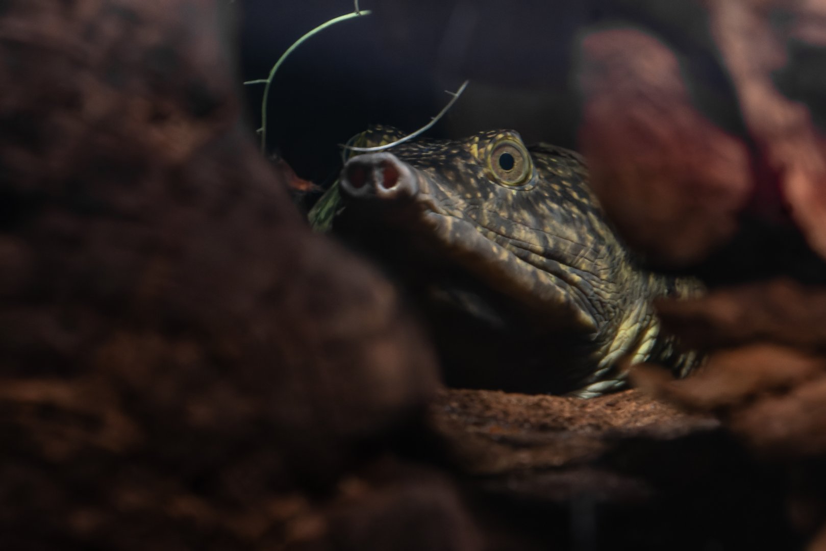 Asiatic softshell turtle (Amyda cartilaginea)