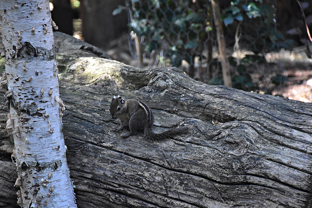 Asiatic striped squirrel