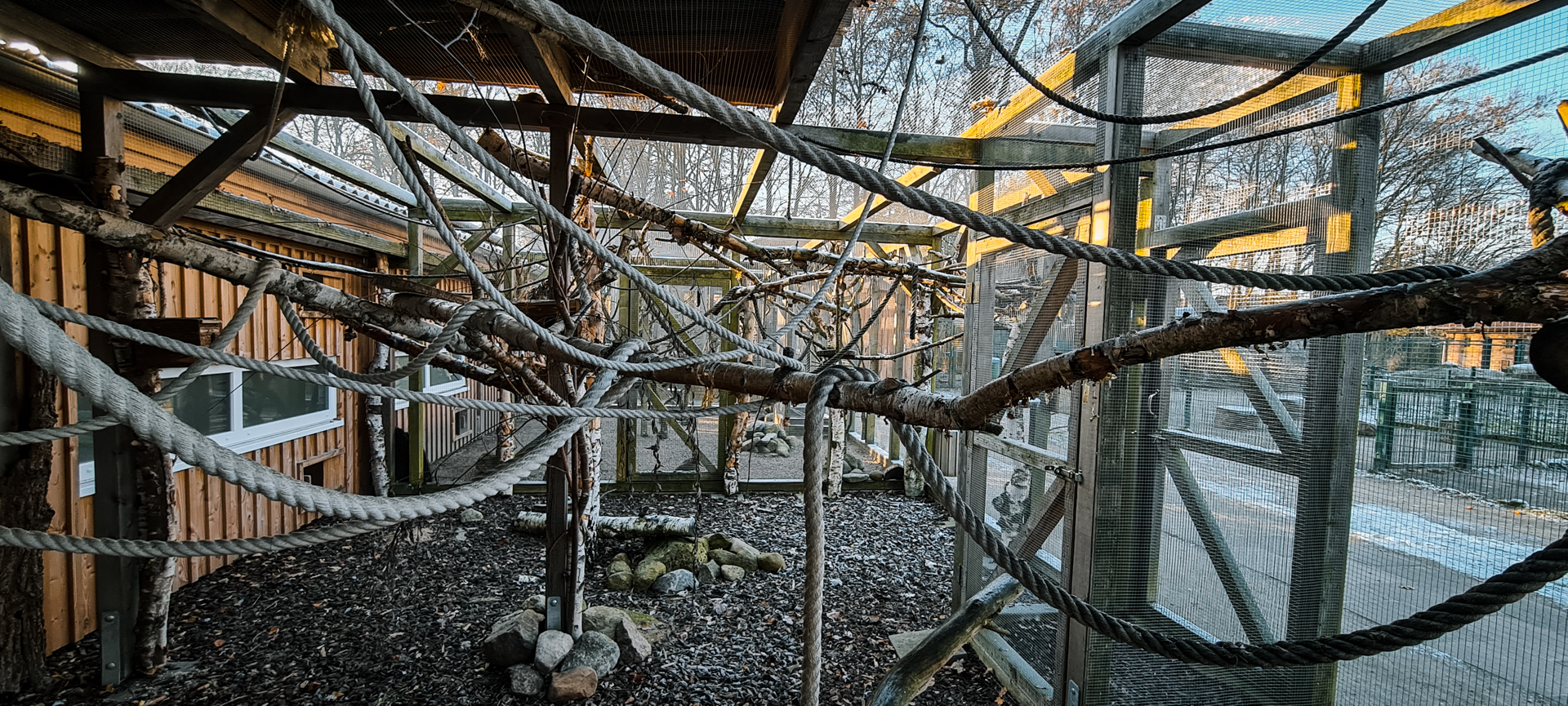 Asiatic Striped Squirrels