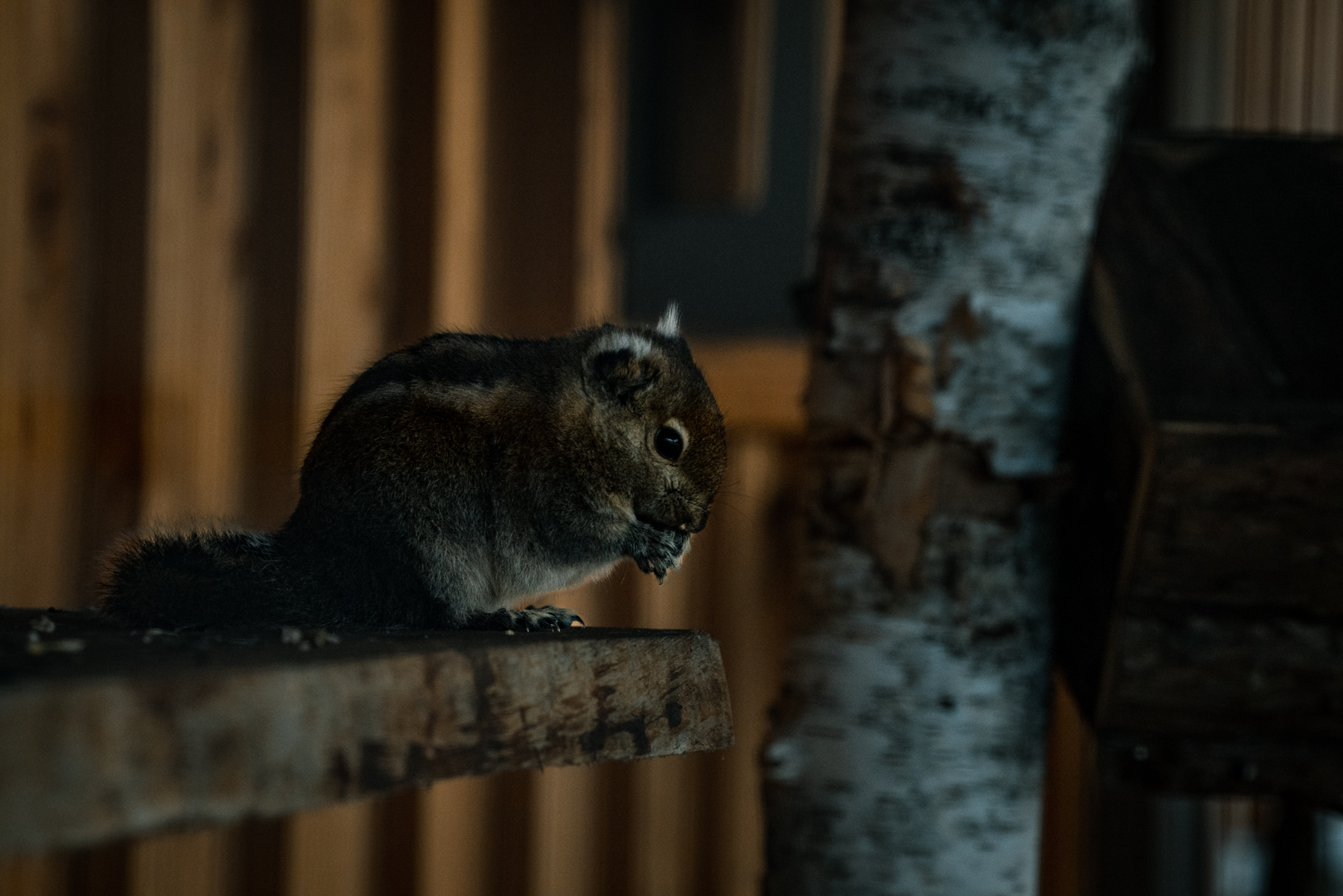 Asiatic Striped Squirrels