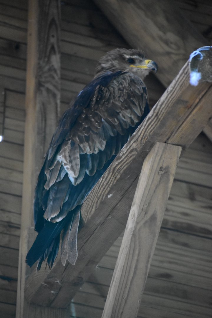 Asiatic Tawny Eagle - Aquila rapax vindhiana