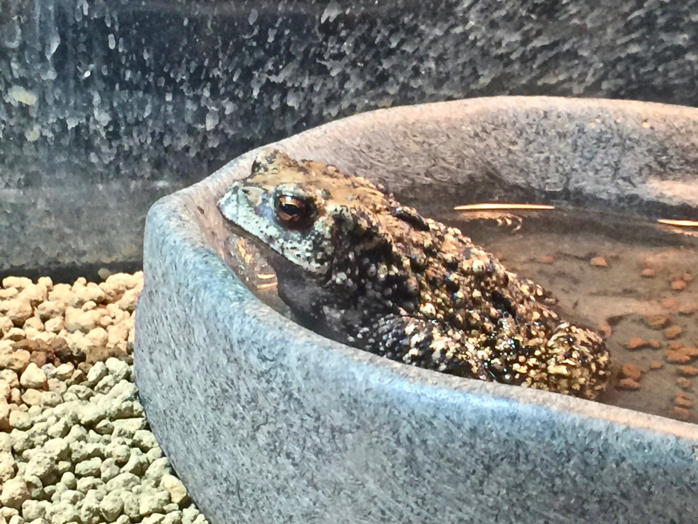 Asiatic Toad (Bufo gargarizans)