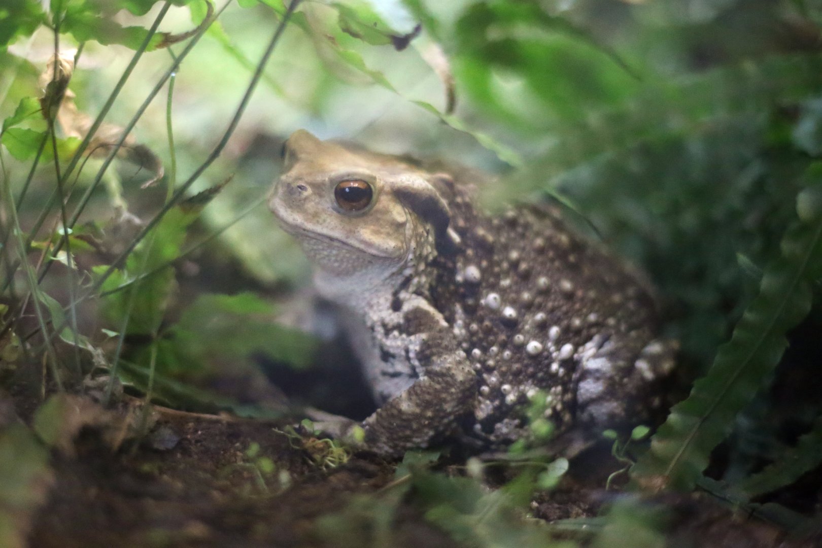 Asiatic Toad (Bufo gargarizans)