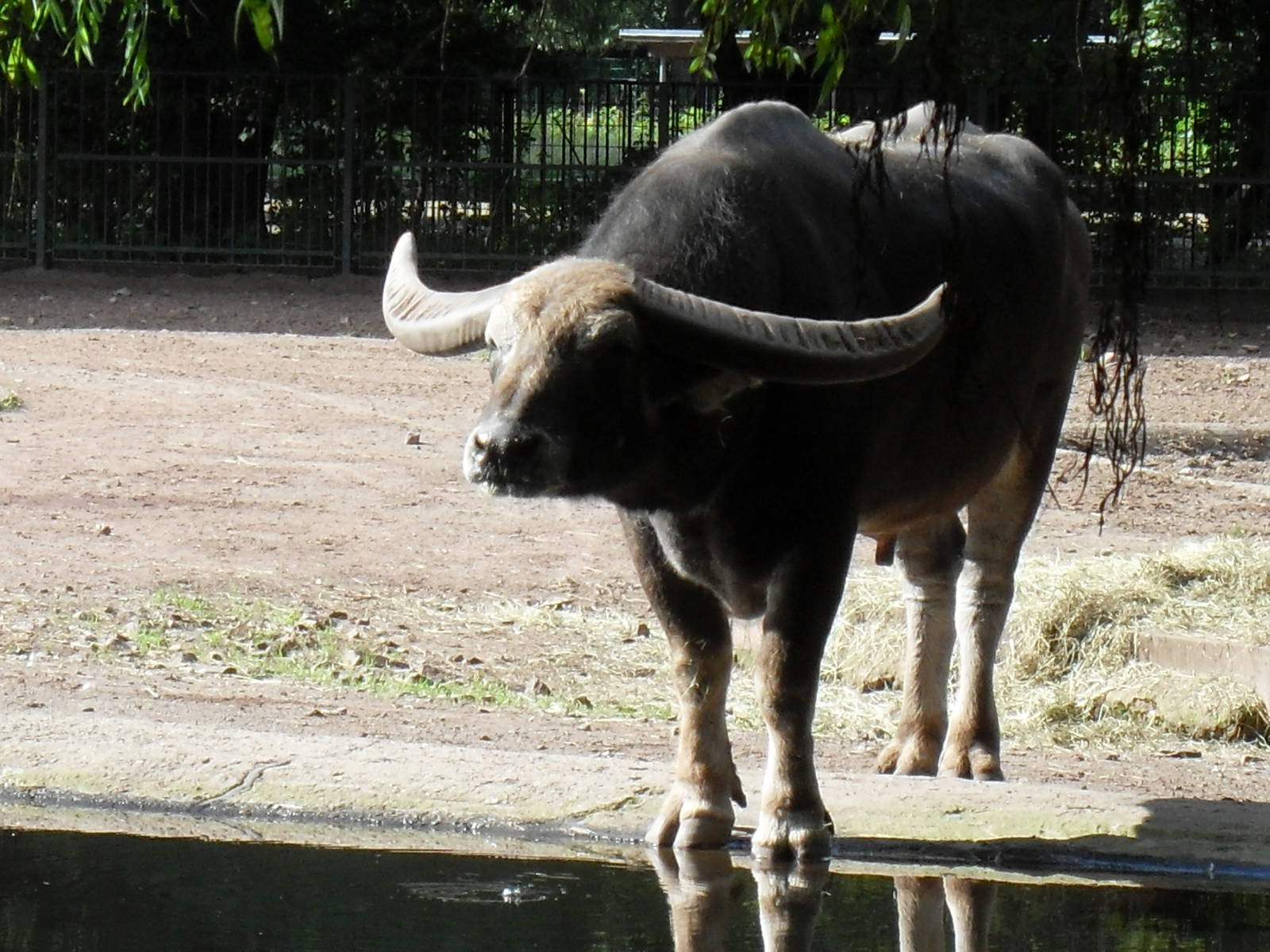 asiatic water buffalo 050910