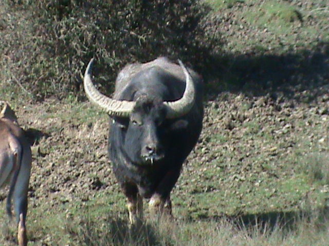 asiatic water buffalo 070311
