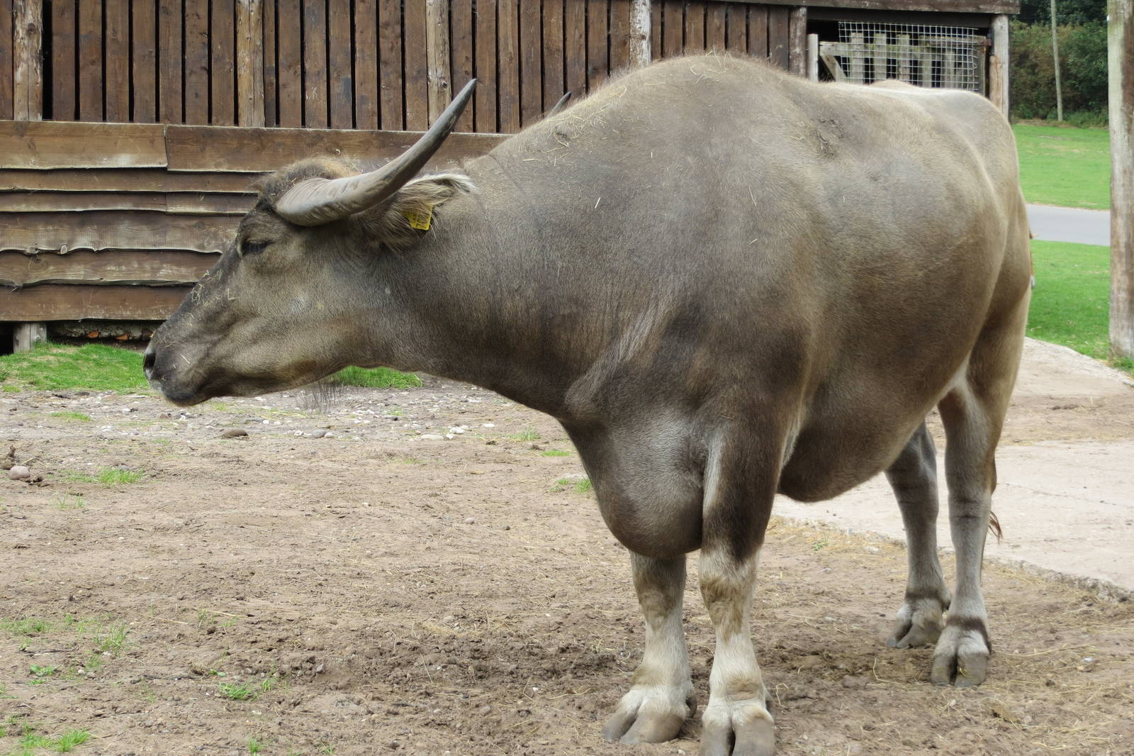 asiatic water buffalo 120813