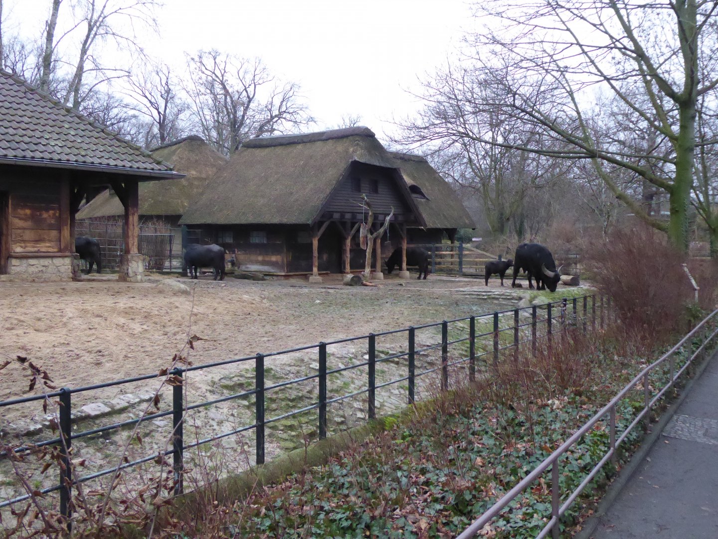 Asiatic water buffalo 290118