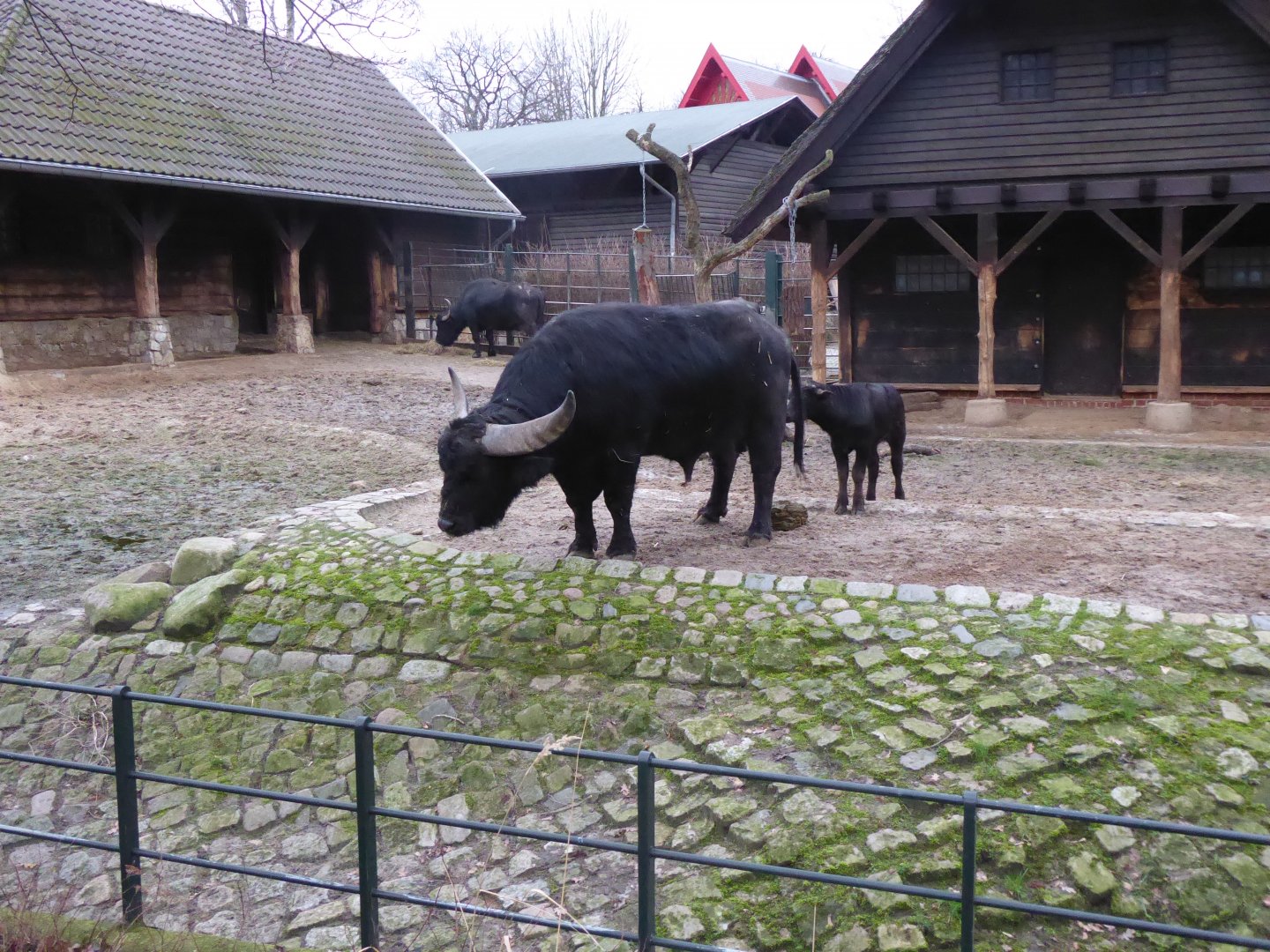 Asiatic water buffalo 290118