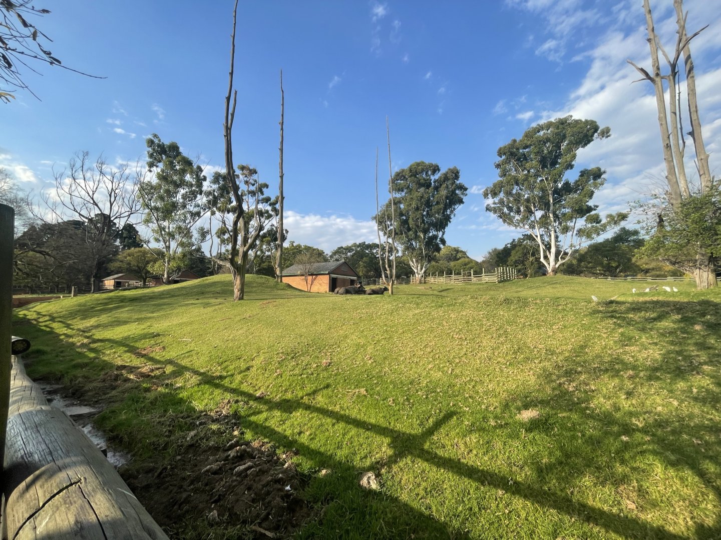 Asiatic Water buffalo and Blackbuck Exhibit (Bubalus bubalis, Antilope cervicapra)