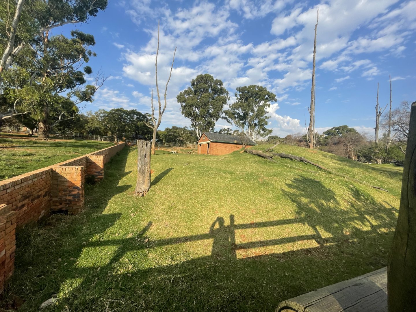 Asiatic Water buffalo and Blackbuck Exhibit (Bubalus bubalis, Antilope cervicapra)