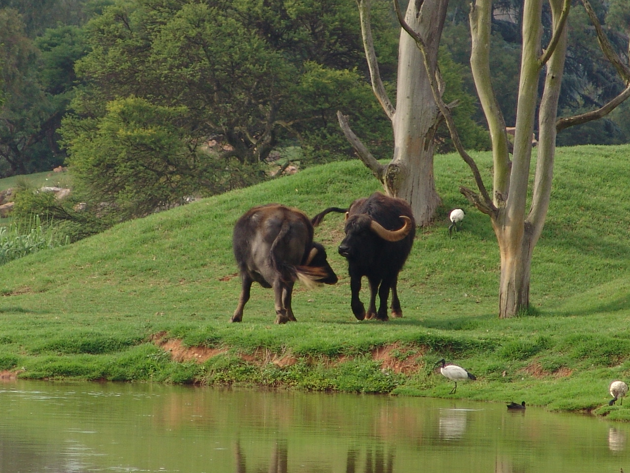 Asiatic water buffalo (Bubalus bubalis) and wild Sacred Ibises (Threskiorni