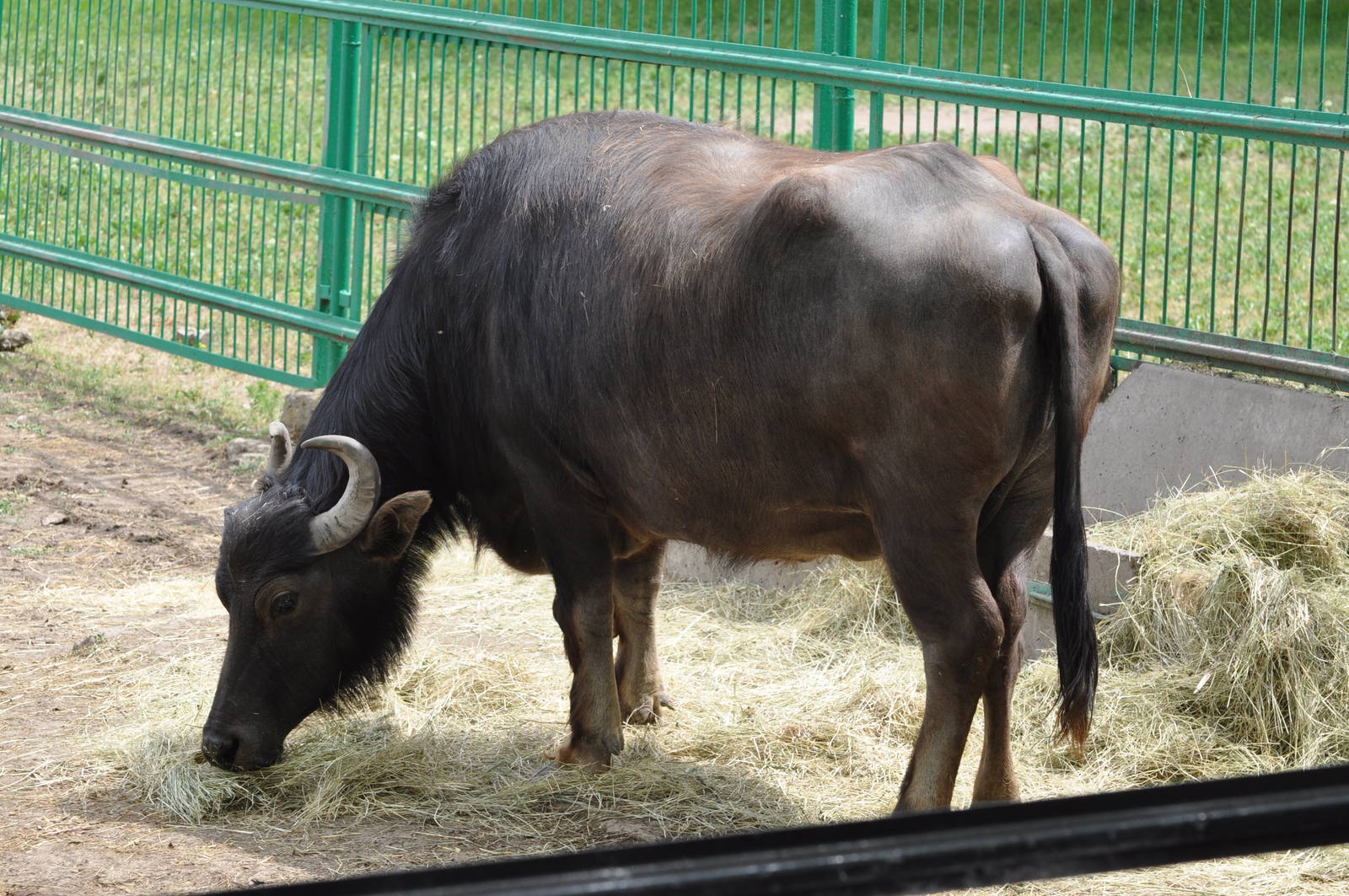Asiatic water buffalo/ Bubalus bubalis