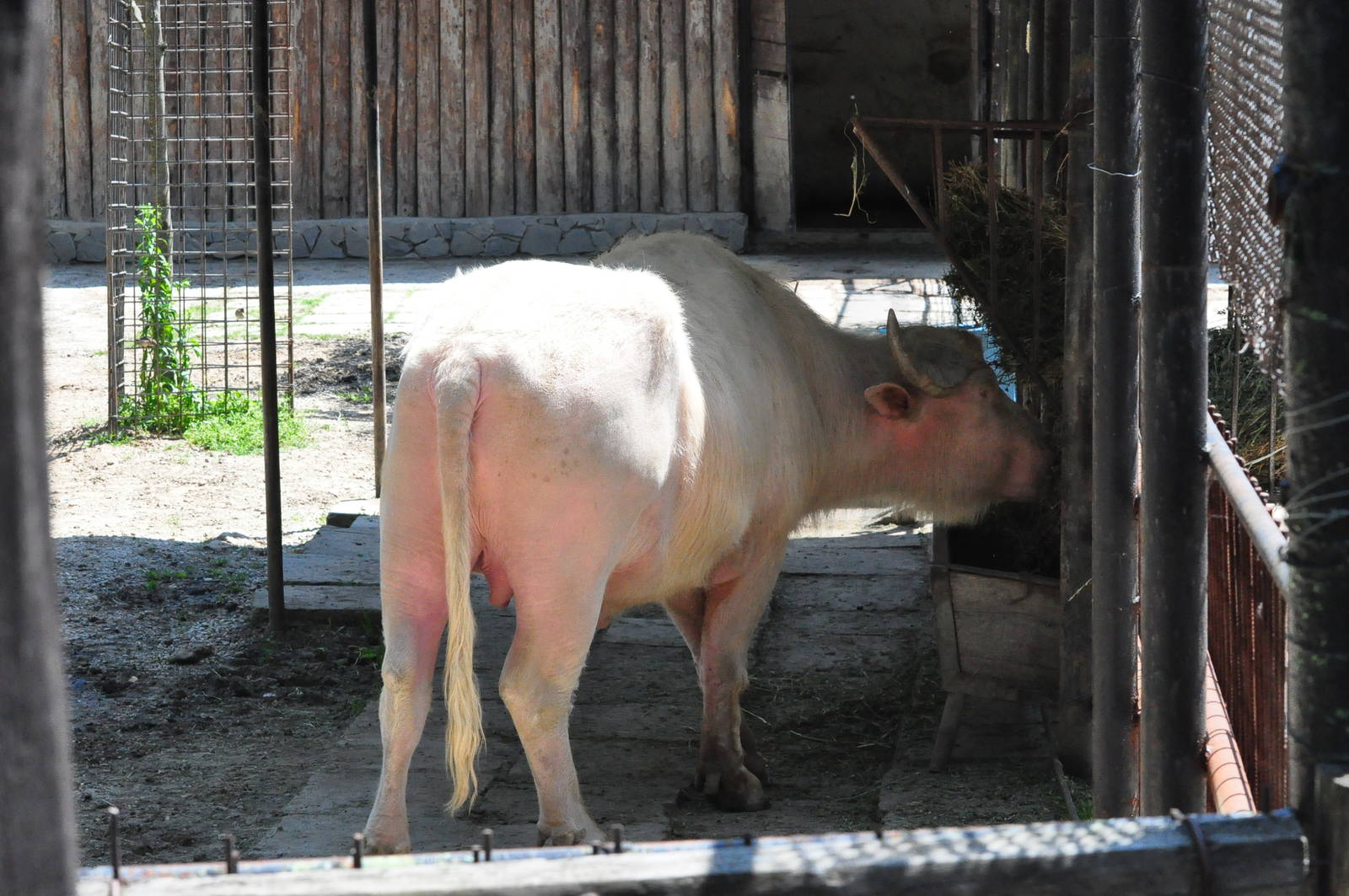 Asiatic water buffalo/ Bubalus bubalis