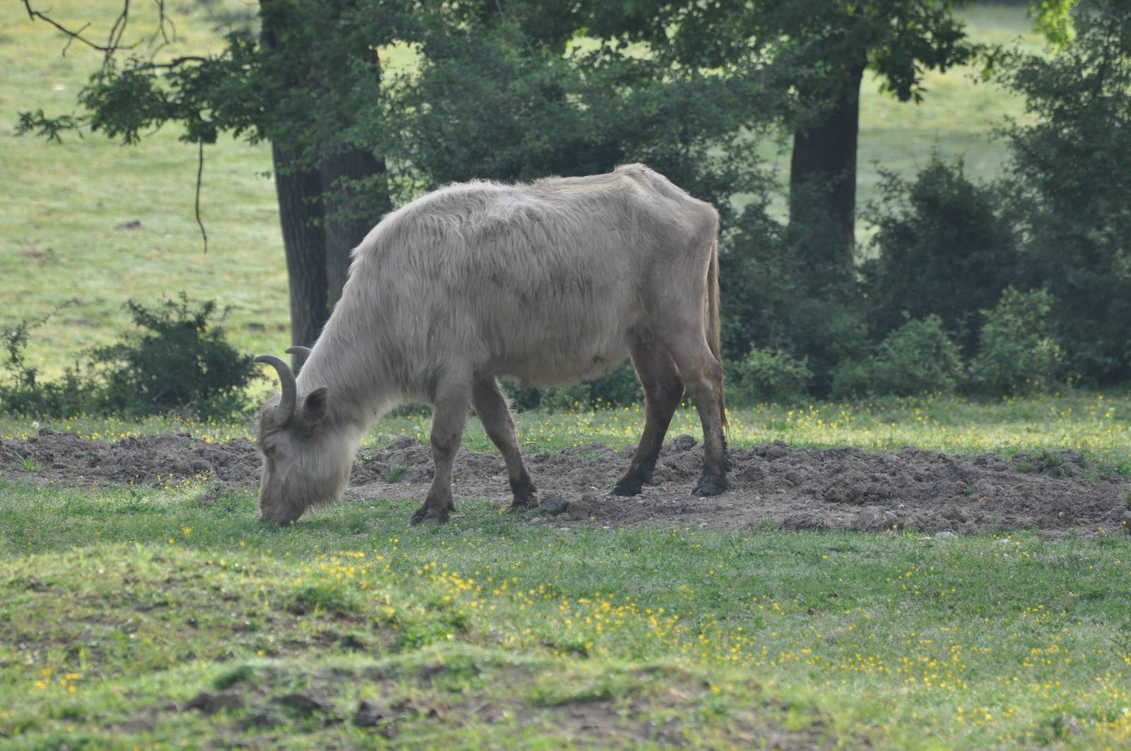 Asiatic water buffalo/ Bubalus bubalis