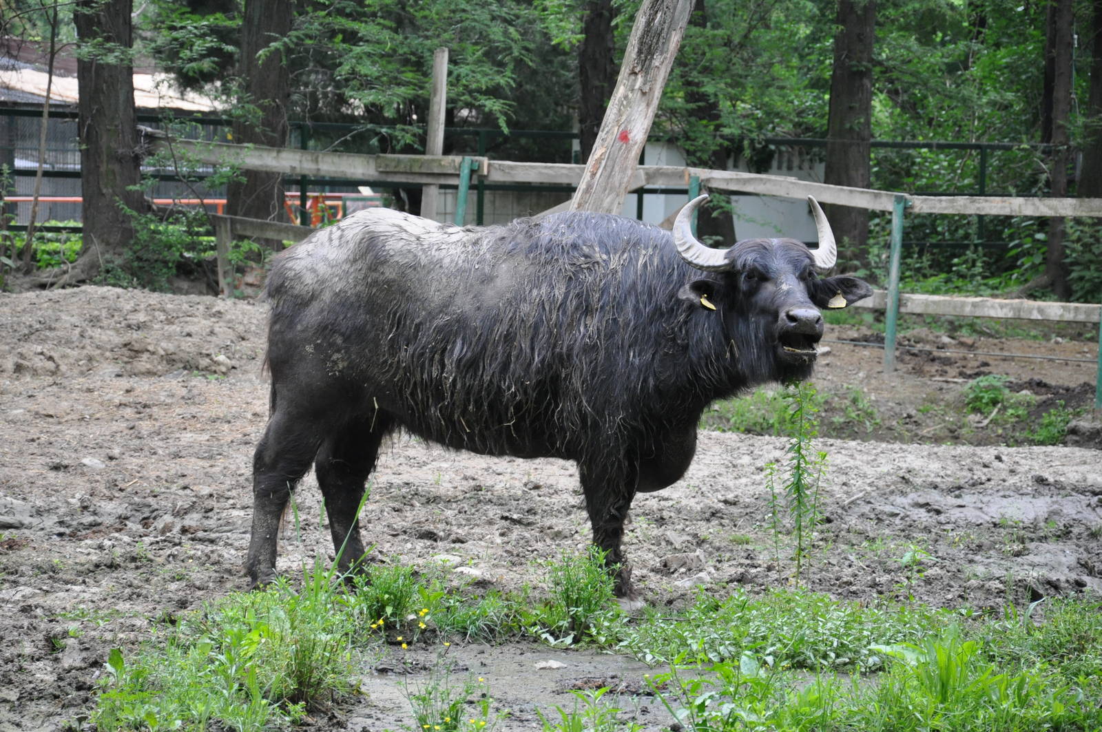 Asiatic water buffalo/ Bubalus bubalis