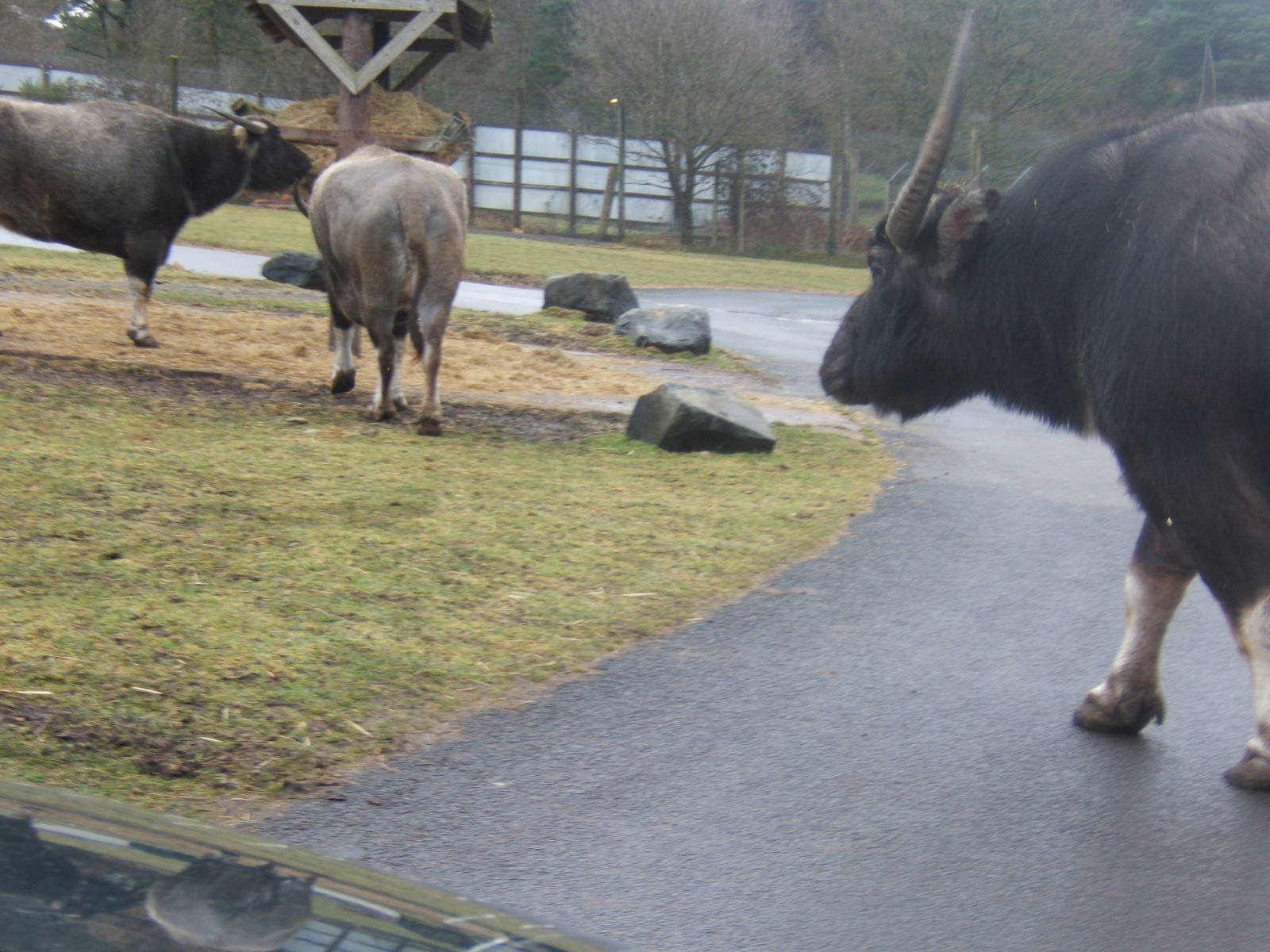 Asiatic water Buffalo crossing the road