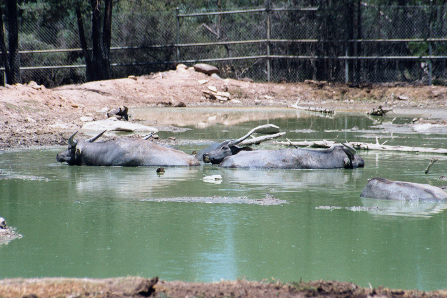 Asiatic Water Buffalo - Jan 2004