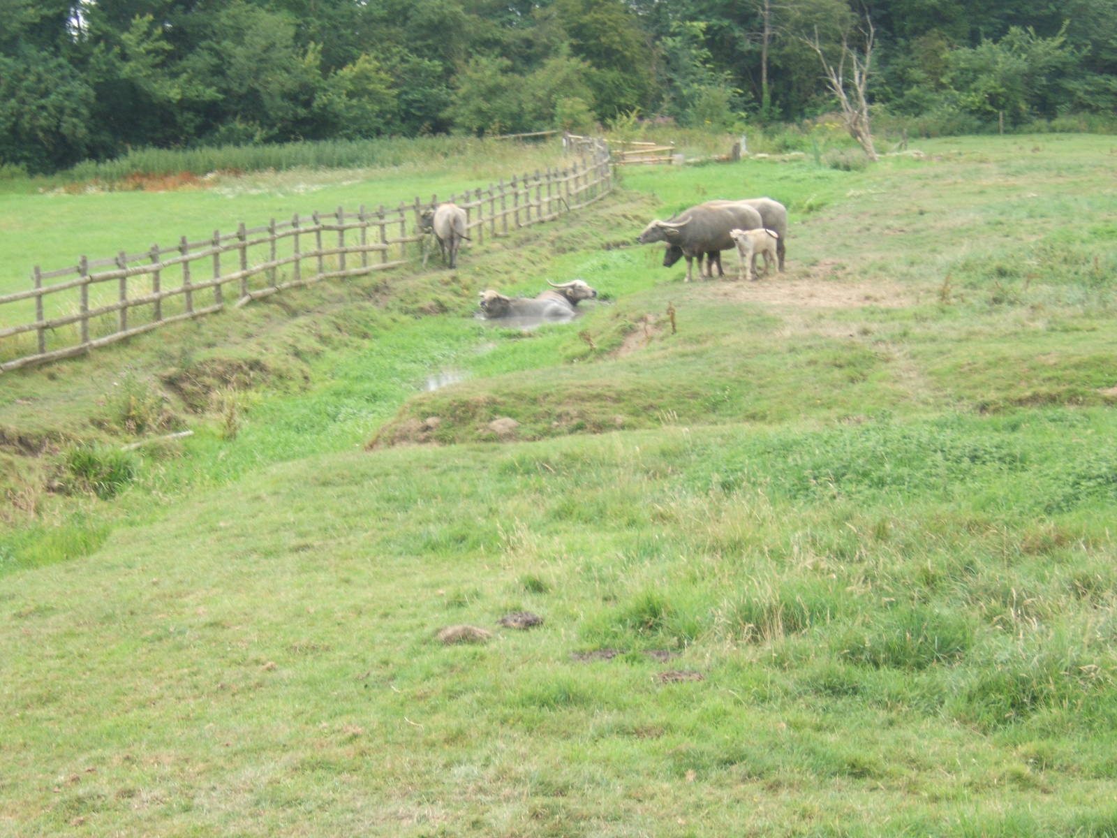 Asiatic Water Buffalo