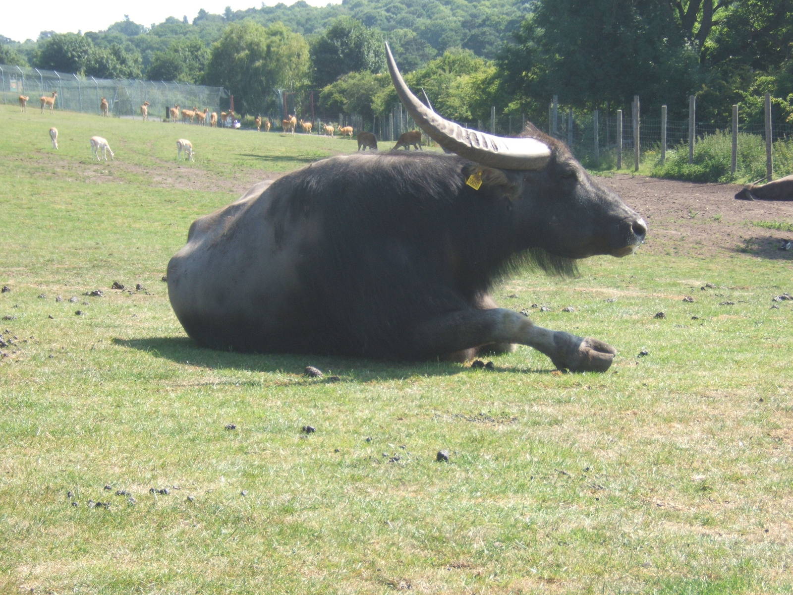 Asiatic Water Buffalo