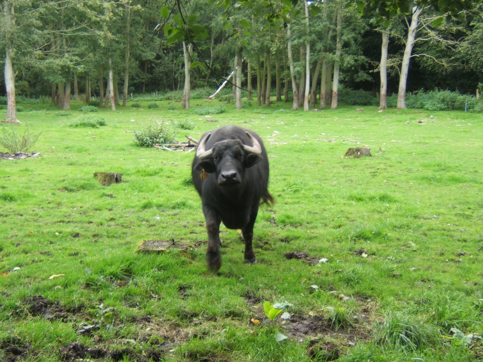 Asiatic Water Buffalo