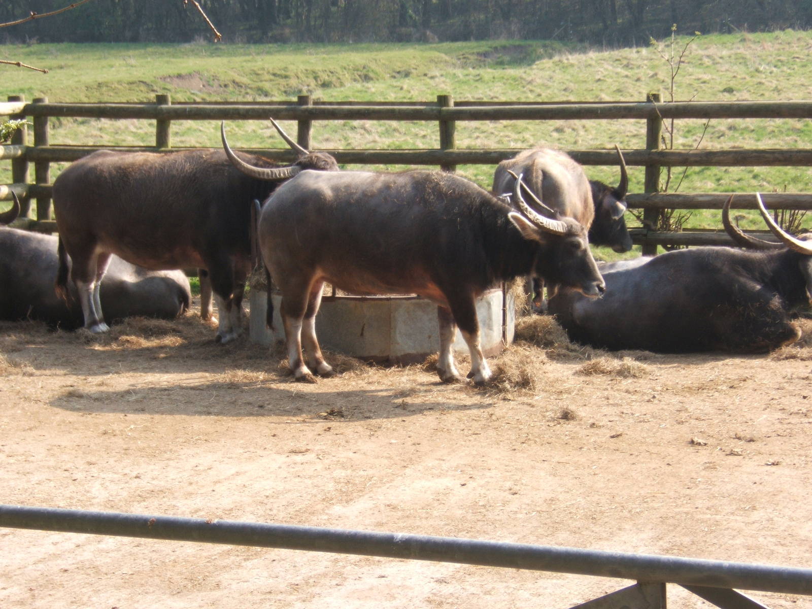Asiatic Water Buffalo