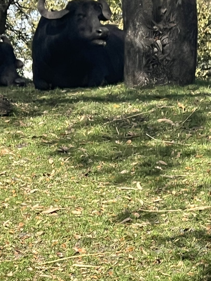 Asiatic Water Buffalo