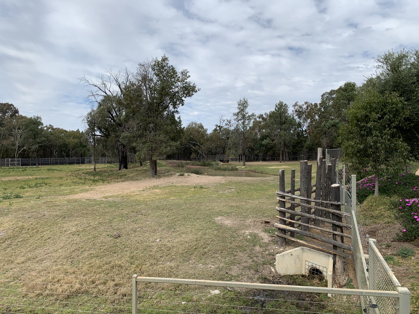 Asiatic Water Buffalo