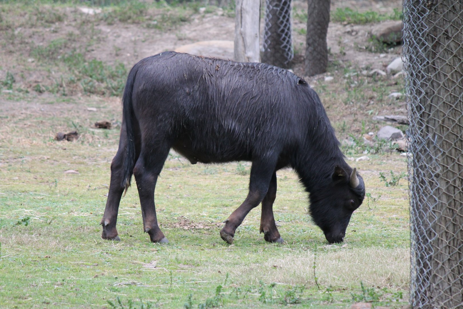 Asiatic Water Buffalo