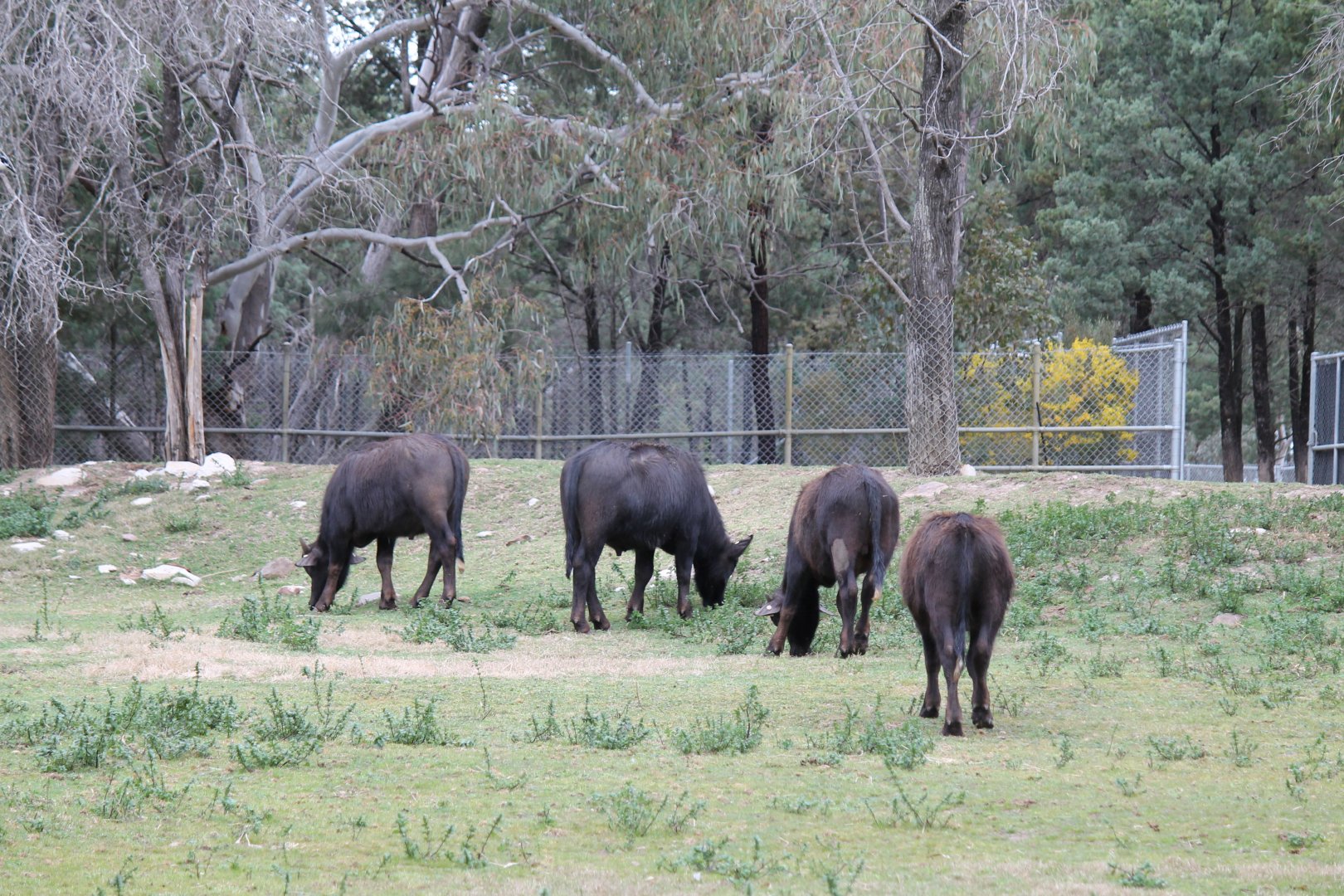 Asiatic Water Buffalo