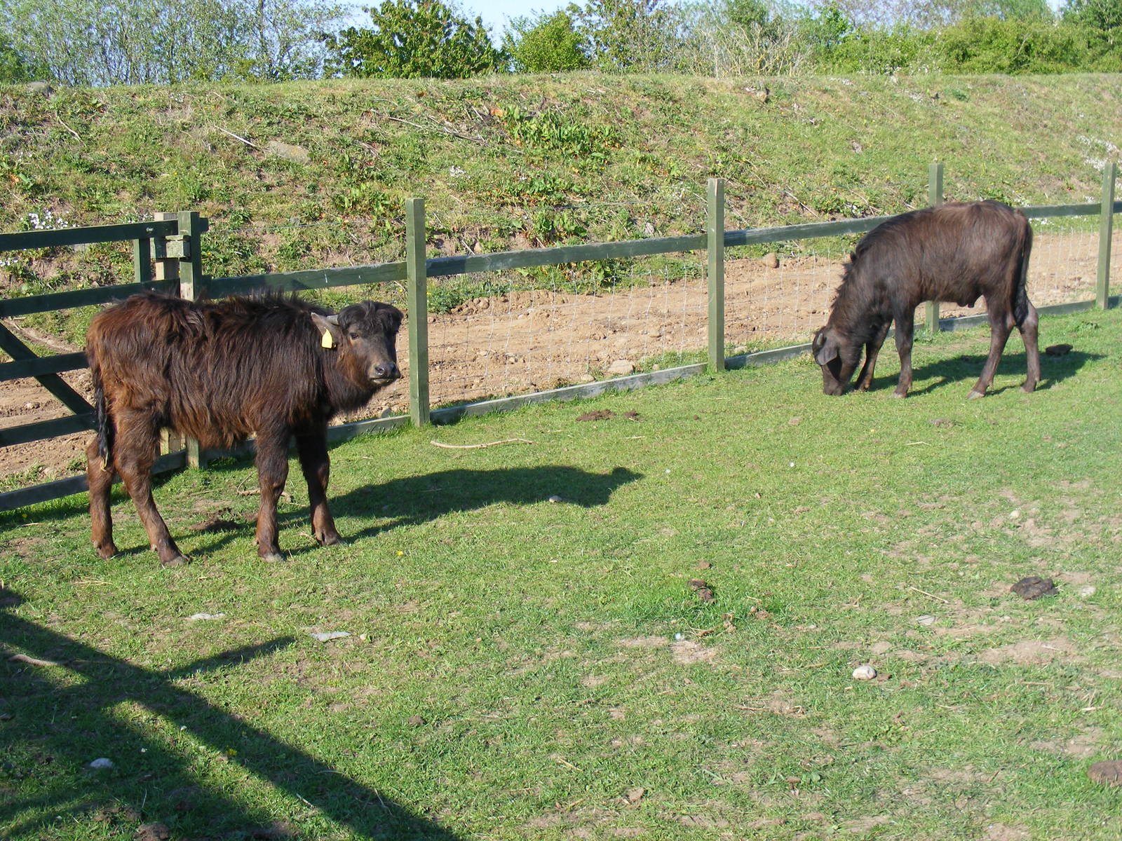 Asiatic water buffaloes at Fife Animal Park, 18 May 2010