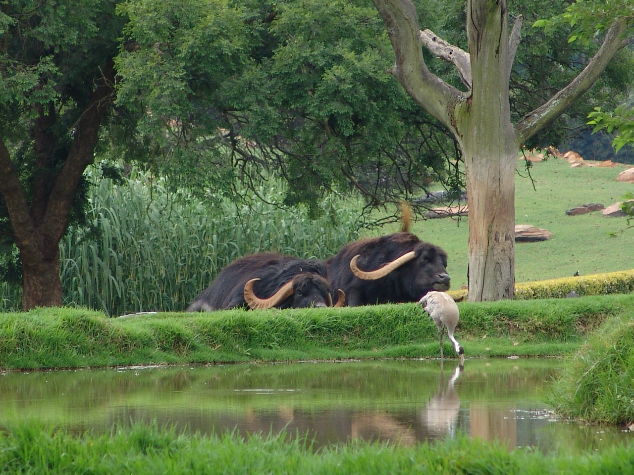 Asiatic Water Buffalos (Bubalus bubalis) and a Common crane (Grus grus)