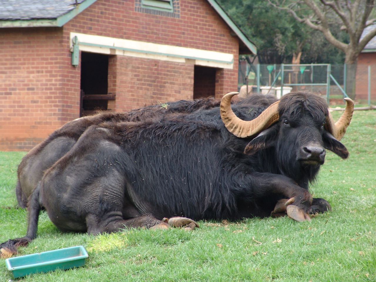Asiatic Water Buffalos (Bubalus bubalis)