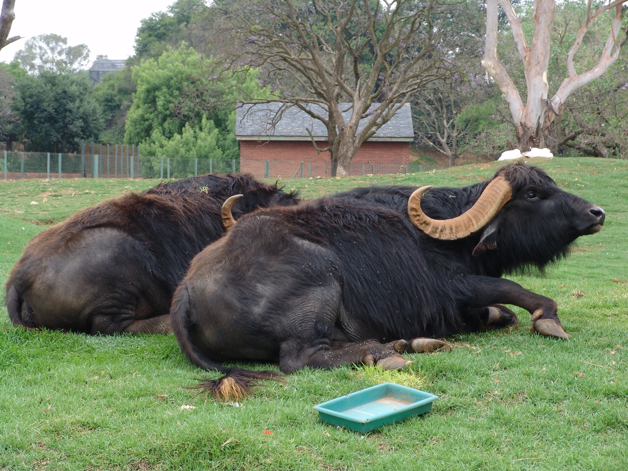 Asiatic Water Buffalos (Bubalus bubalis)