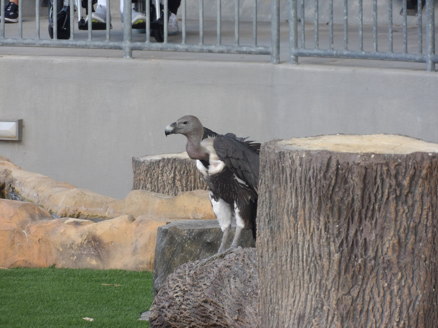 Asiatic White-Rumped Vulture(Gyps bengalensis)