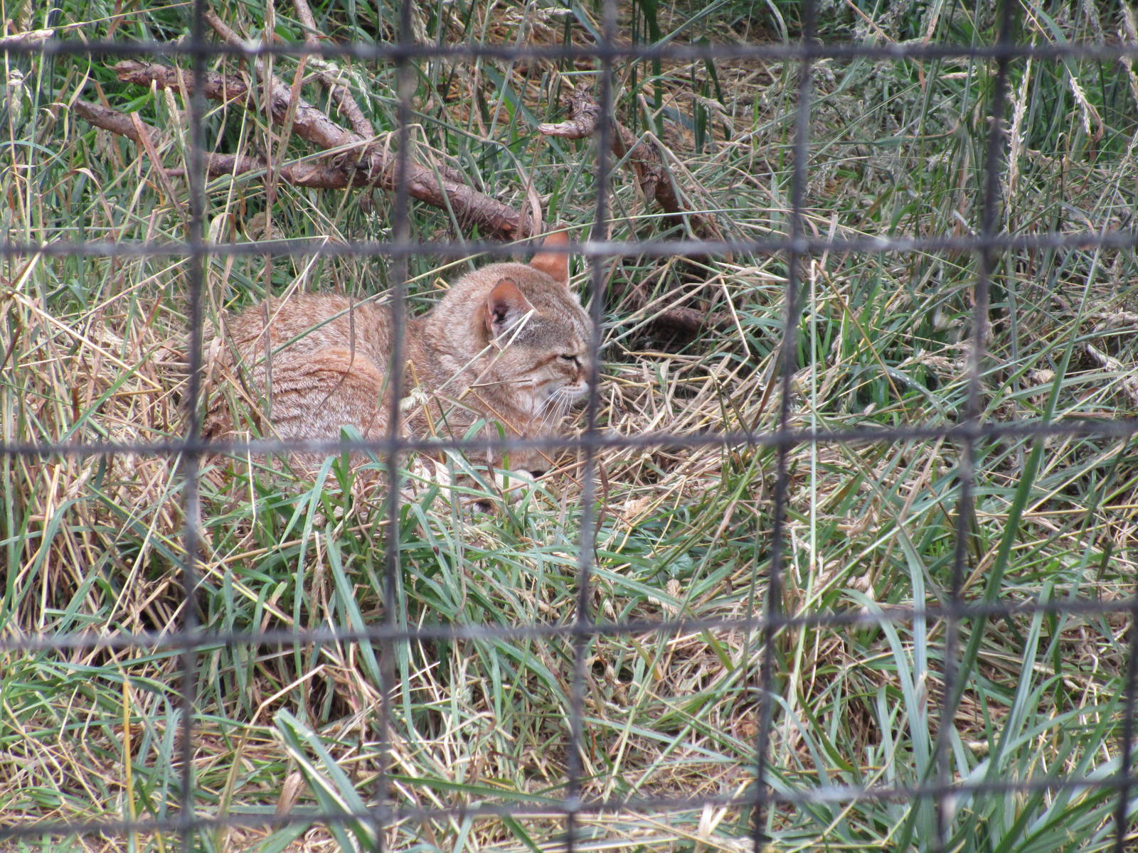 Asiatic Wildcat - 19/07/15
