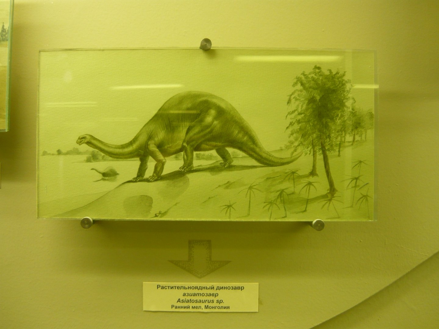 Asiatosaurus reconstruction