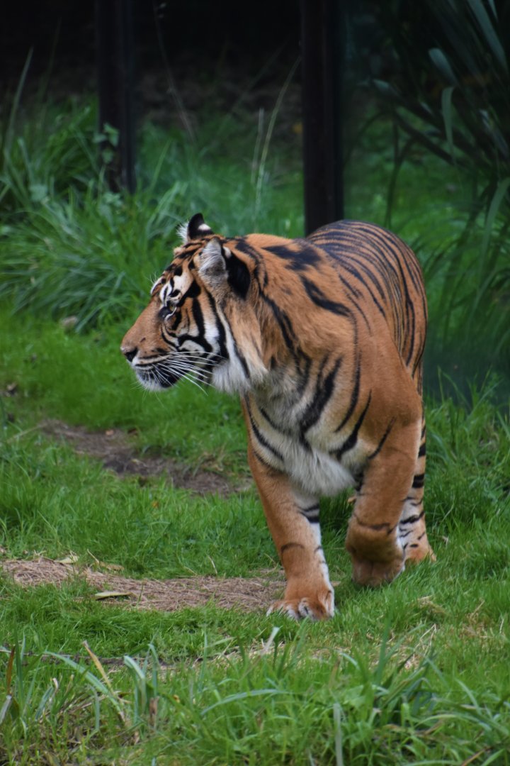 Asim - Sumatran tiger