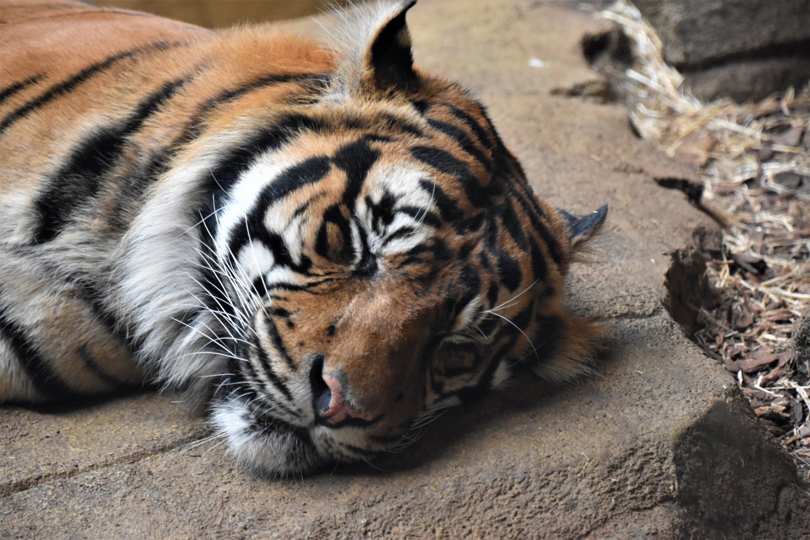 Asim - Sumatran tiger