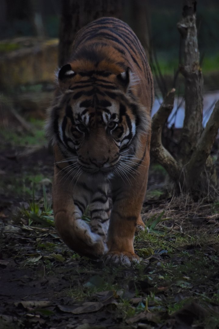 Asim - Sumatran tiger