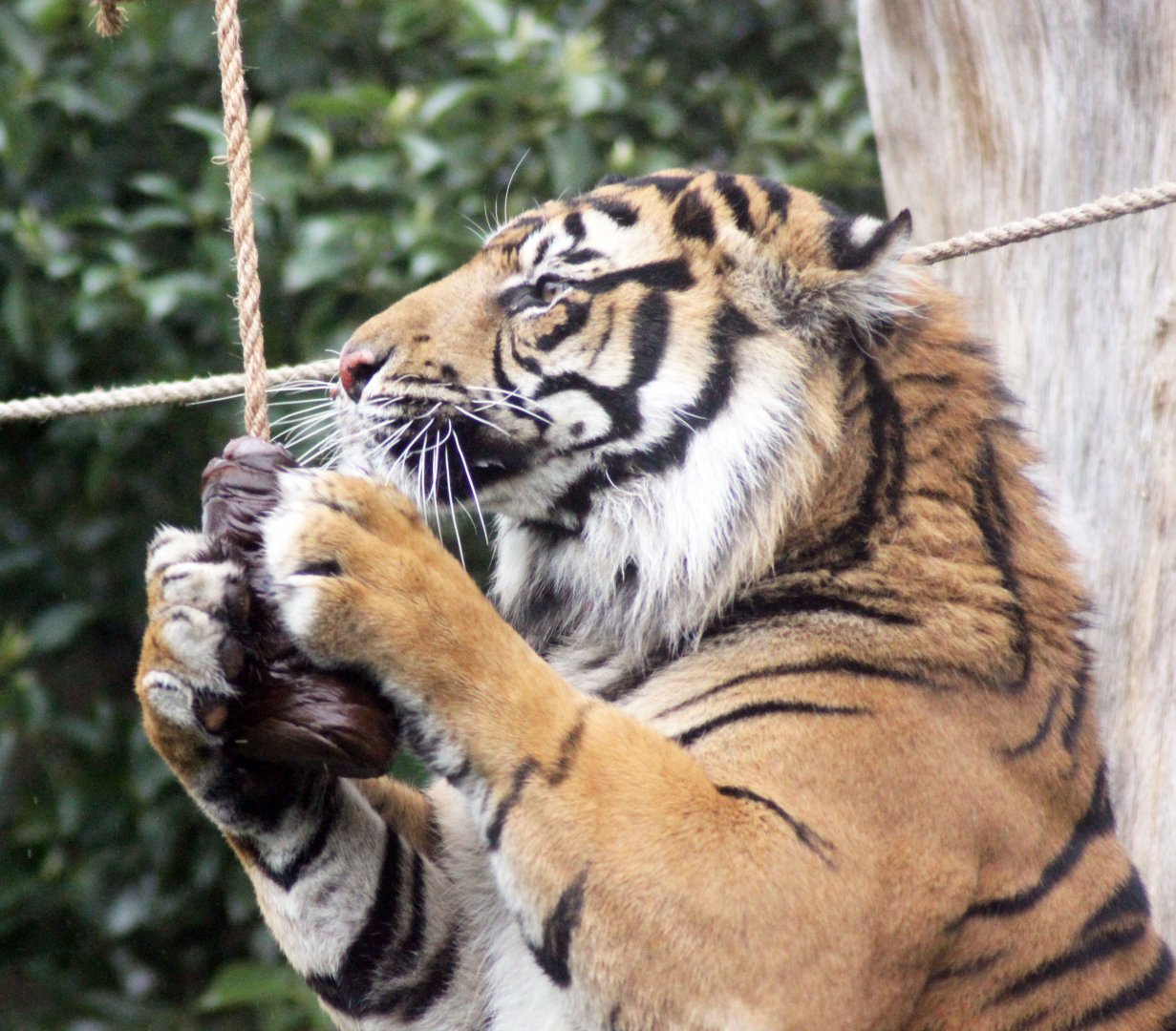 Asim with Horse Treat