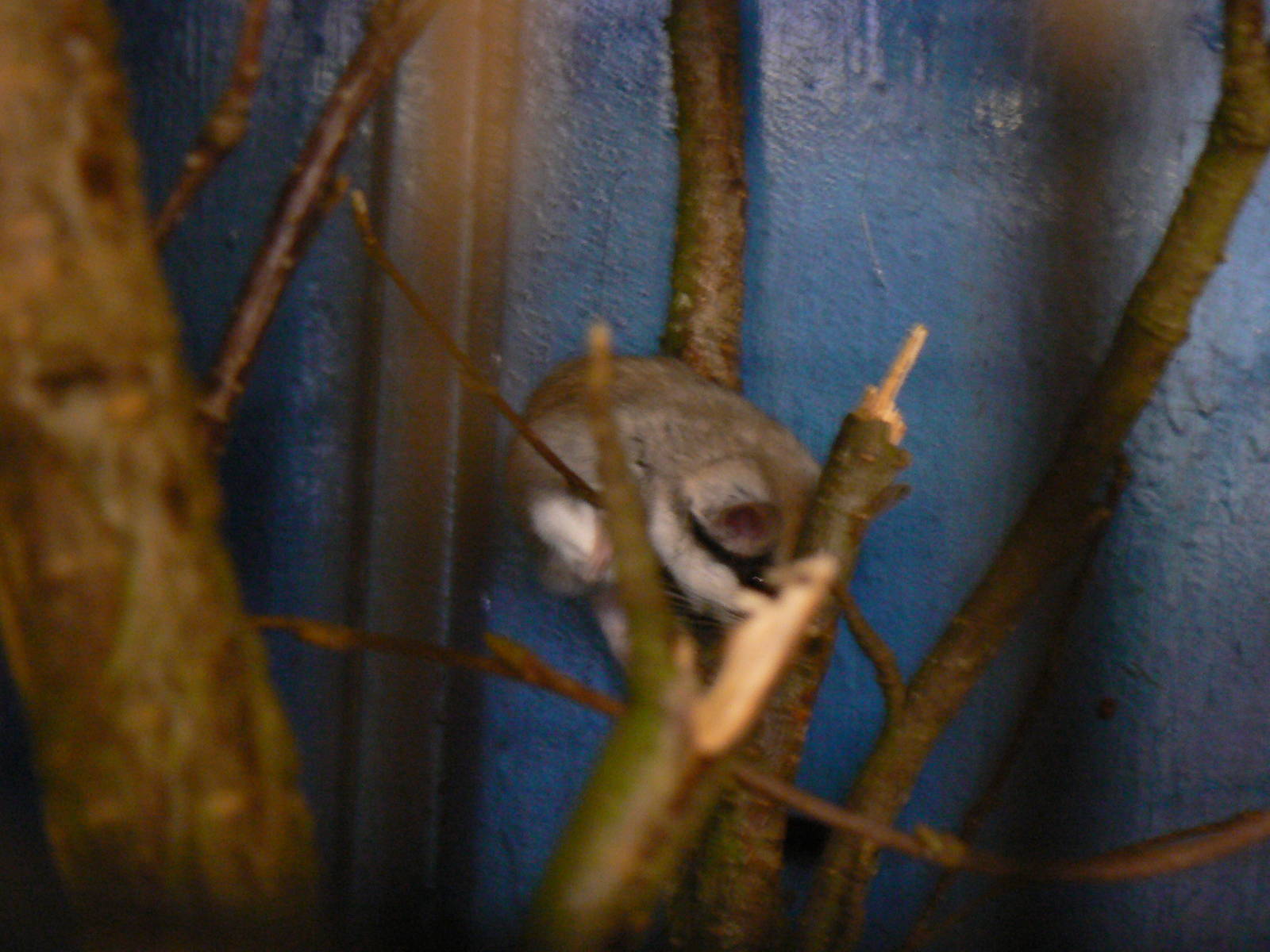 Askham Bryan Agricultural College- Asian Garden Dormouse