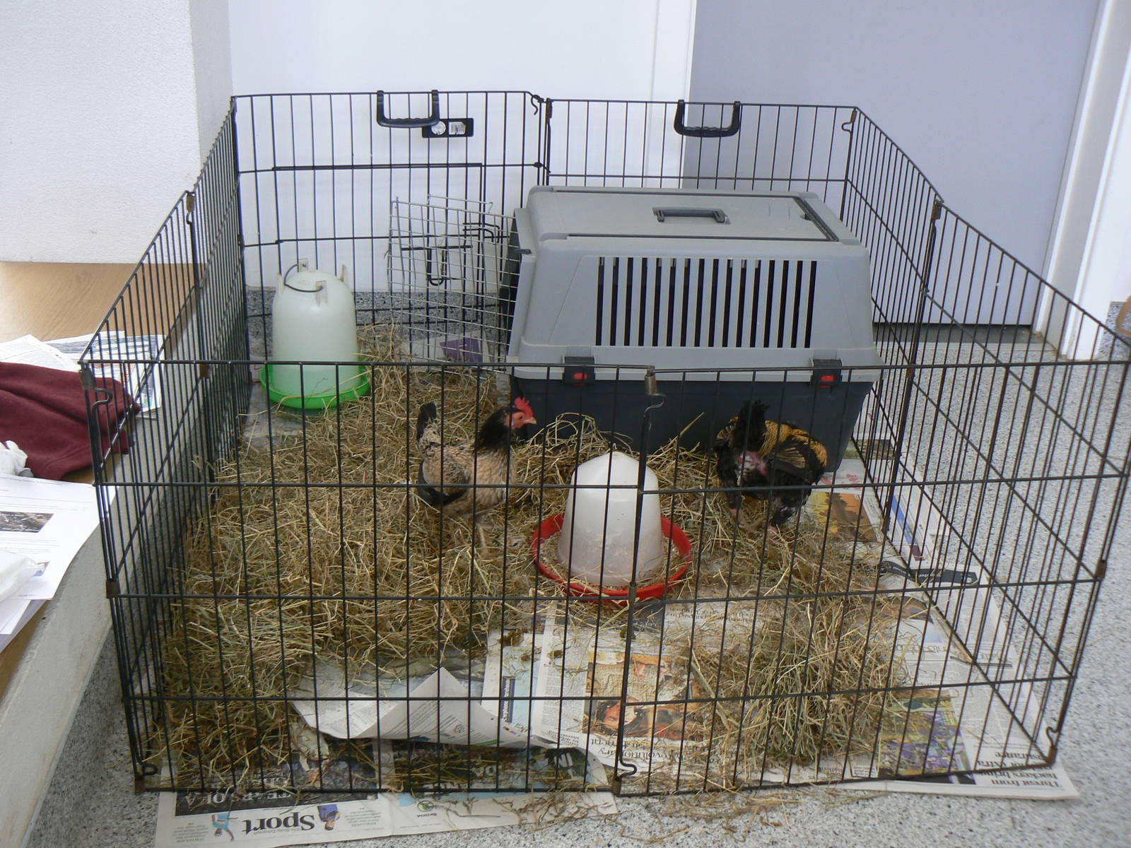 Askham Bryan Agricultural College- Chickens